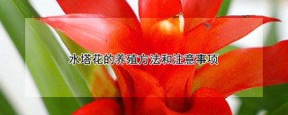 水塔花的养殖方法和注意事项,第1图