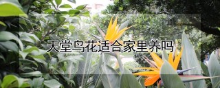 天堂鸟花适合家里养吗,第1图