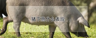 猪下崽什么表现,第1图