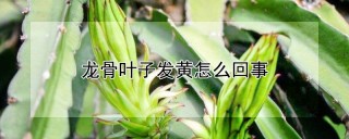 龙骨叶子发黄怎么回事,第1图