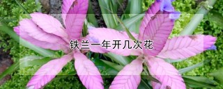 铁兰一年开几次花,第1图