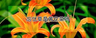 忘忧草是黄花菜吗,第1图