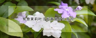 鸳鸯茉莉叶子发黄是什么原因,第1图