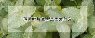 薄荷叶片变黑是因为什么,第1图