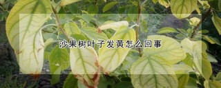 沙果树叶子发黄怎么回事,第1图