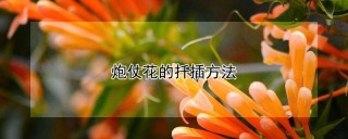 炮仗花的扦插方法,第1图