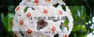 球兰的花架怎么搭,第1图