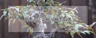 胡秃子下山桩没根怎么养,第1图