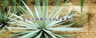 龙舌兰种植方法和注意事项,第1图