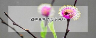 银柳生根了可以栽吗,第1图