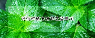 薄荷种植方法和注意事项,第1图