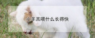 小羊羔喂什么长得快,第1图