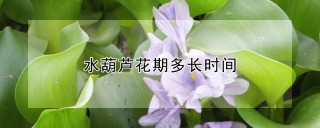 水葫芦花期多长时间,第1图