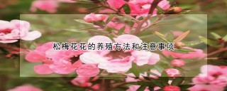 松梅花花的养殖方法和注意事项,第1图