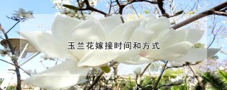 玉兰花嫁接时间和方式,第1图