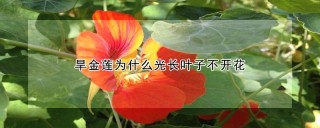 旱金莲为什么光长叶子不开花,第1图