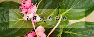 宝莲灯怎么养,第1图