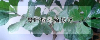 琴叶榕养殖技巧,第1图