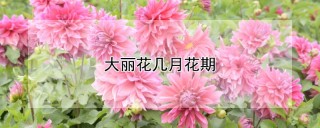 大丽花几月花期,第1图