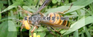 蜜蜂里的黑蜂是干嘛的,第1图