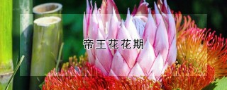 帝王花花期,第1图