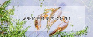 龙虾的养殖要求和条件?,第1图