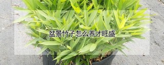 盆景竹子怎么养才旺盛,第1图