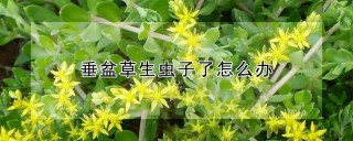 垂盆草生虫子了怎么办,第1图