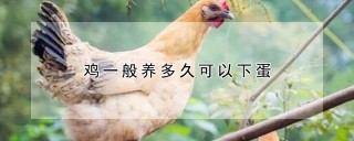 鸡一般养多久可以下蛋,第1图