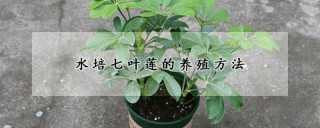 水培七叶莲的养殖方法,第1图