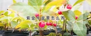 紫金牛盆景怎么养,第1图