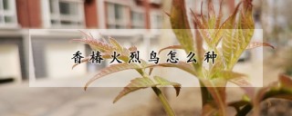 香椿火烈鸟怎么种,第1图