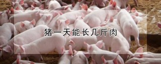 猪一天能长几斤肉,第1图