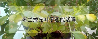 米兰掉光叶子还能活吗,第1图