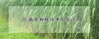 巨菌草种植技术和方法,第1图