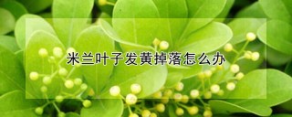 米兰叶子发黄掉落怎么办,第1图