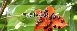 苹婆种植技术,第1图