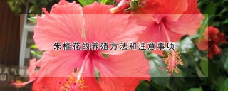 朱槿花的养殖方法和注意事项,第1图