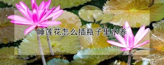 睡莲花怎么插瓶子里水养,第1图