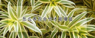 怎么养百合竹才能爆盆,第1图