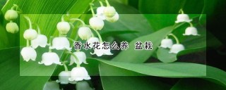 香水花怎么养 盆栽,第1图