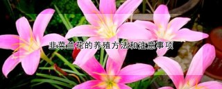 韭菜兰花的养殖方法和注意事项,第1图