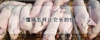 僵猪怎样让它长的快,第1图