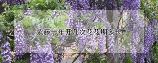 紫藤一年开几次花花期多长,第1图