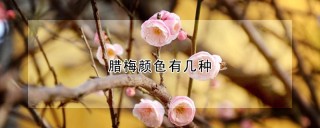 腊梅颜色有几种,第1图