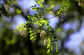 槐树花有毒吗，无毒且具有较高观赏性和药用价值,第3图