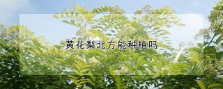 黄花梨北方能种植吗,第1图