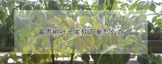 富贵树叶子发软下垂怎么办,第1图