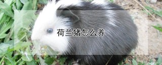 荷兰猪怎么养,第1图