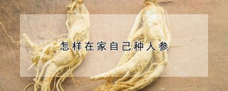 怎样在家自己种人参,第1图